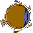 Cross section of the eye