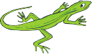 lizard