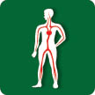 Illustration of the circulation of blood in humans.