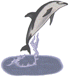 Porpoise