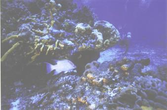 Coral reef with a variety of fish