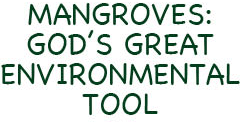 Mangrove title