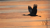 A crane in the morning