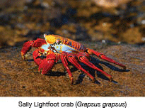 Sally Lightfoot crab