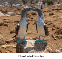 Blue-footed boobies