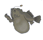 Anglerfish