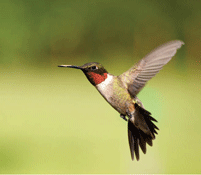 Hummingbird in flight