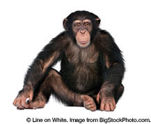 chimpanzee