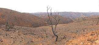 Destruction of the forest and damage to homes caused by the California Butte fire.