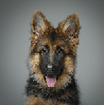 beautiful 4 month old german shepard puppy.