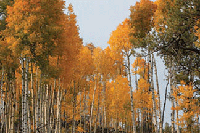 A birch forest