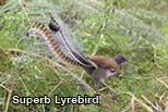 Superb_lyrbird_in_scrub.