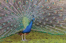 Indian peafowl.