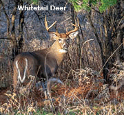 White-tailed deer.