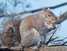 Squirrel eating an acorn.