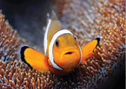 Clownfish (Amphiprion ocellaris)