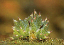 A leaf slug or leaf sheep