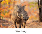 Warthog (Phacochoerus africanus) in natural habitat.