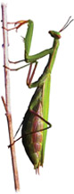 Preying Mantis