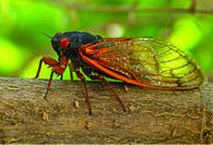 Cicada