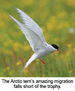 Arctic tern