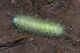 Hairy caterpillar