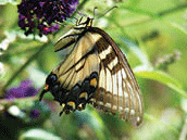 A butterfly on a flower