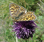 Melitaea phoebe butterfly