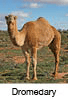 Dromedary camel