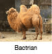 Bactrian camel