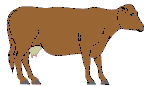 cow1