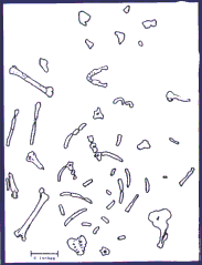 Diagram showing positions of bones when unearthed