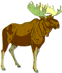 Moose