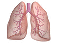 Human lungs